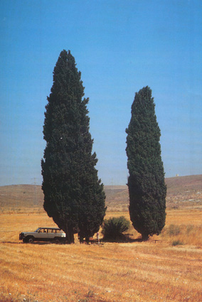 שני הברושים, שניטעו במקום נפילתם של יצחק ויואש